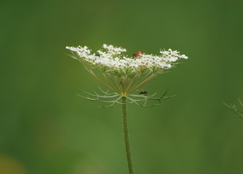 Wilde-Möhre (Daucus carota) - © Emanuel Trummer